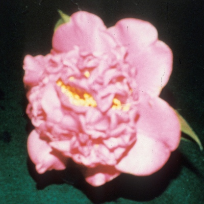 Elizabeth Tarrant